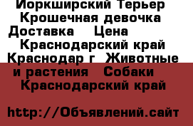 Йоркширский Терьер .Крошечная девочка. Доставка. › Цена ­ 25 000 - Краснодарский край, Краснодар г. Животные и растения » Собаки   . Краснодарский край